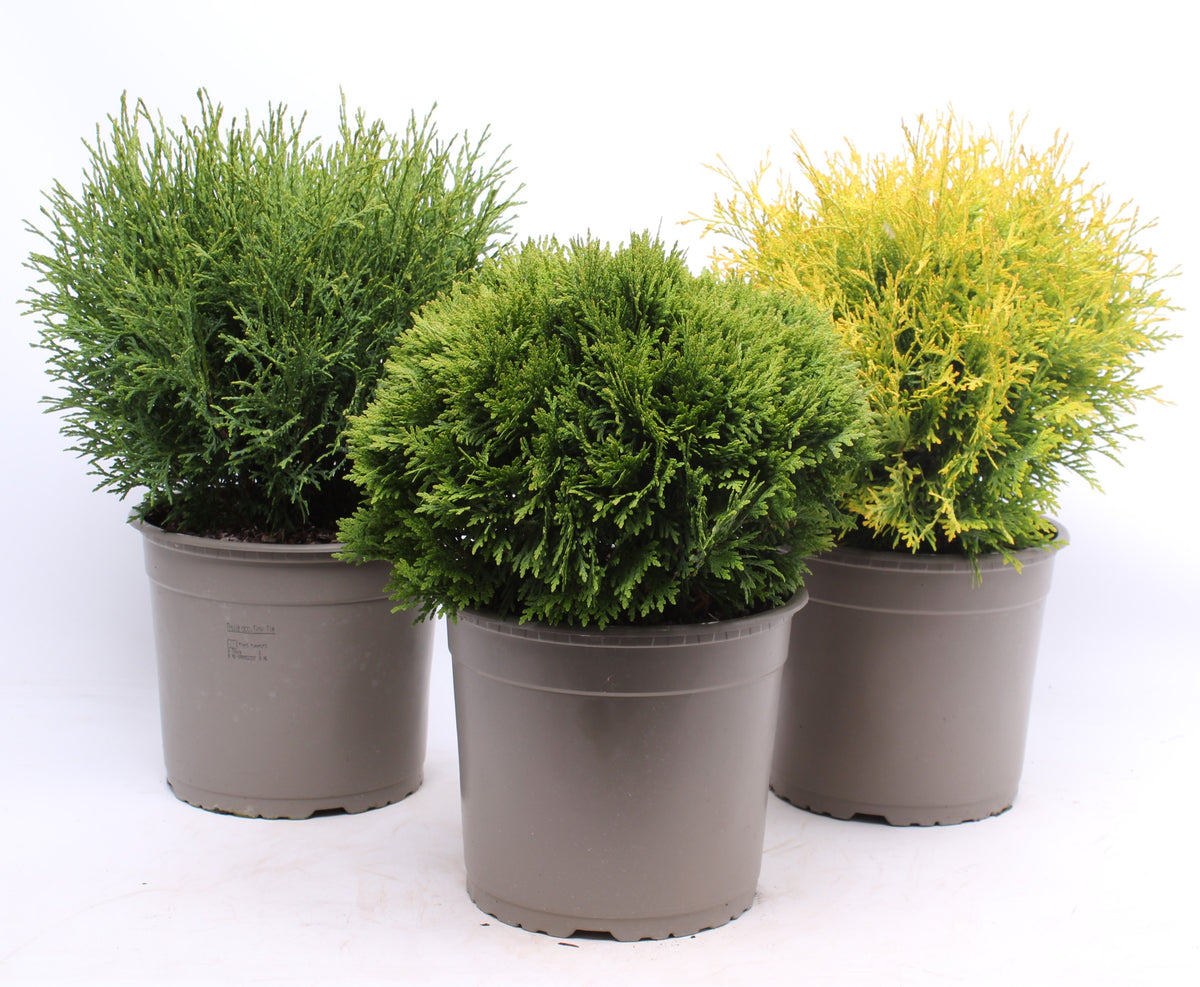 Conifer mix 45cm 23cm Pot