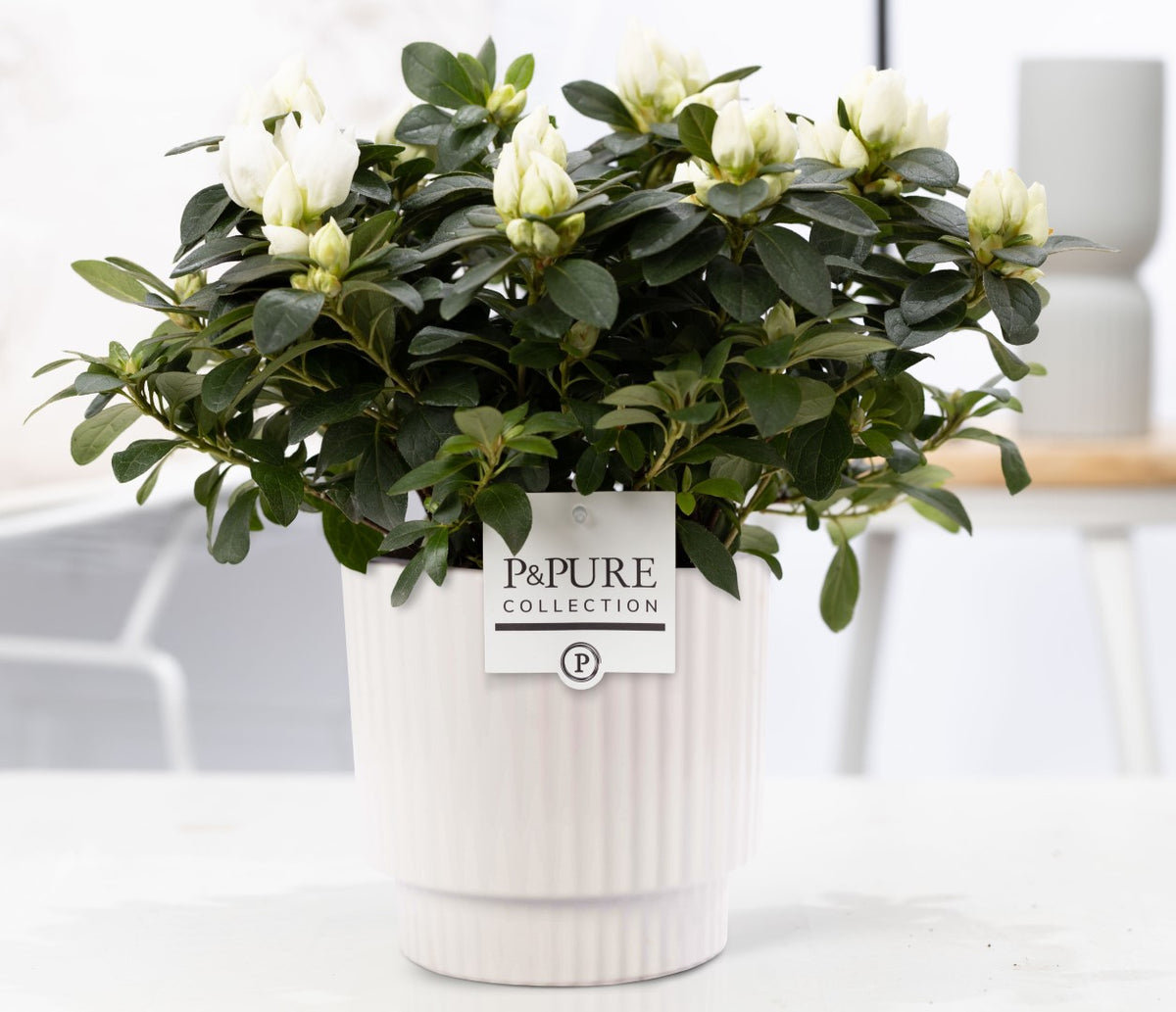 Rhododendron Vogel white 25cm 12cm Pot
