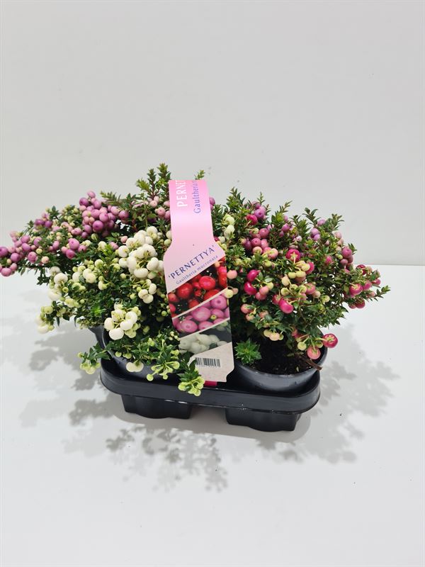 Gaultheria mucronata 15cm 10.5cm Pot
