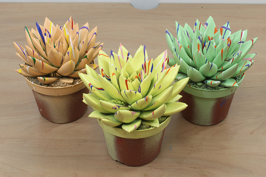 Echeveria colored Splash mix 13cm 510cm Pot