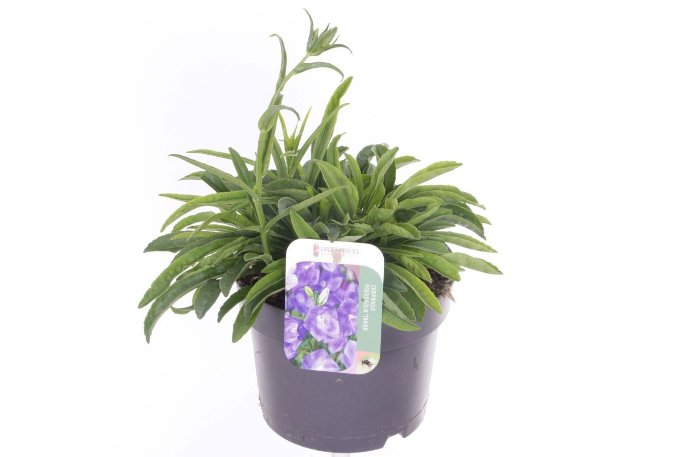 Campanula Takion Blue (perennial) 35cm 17cm Pot