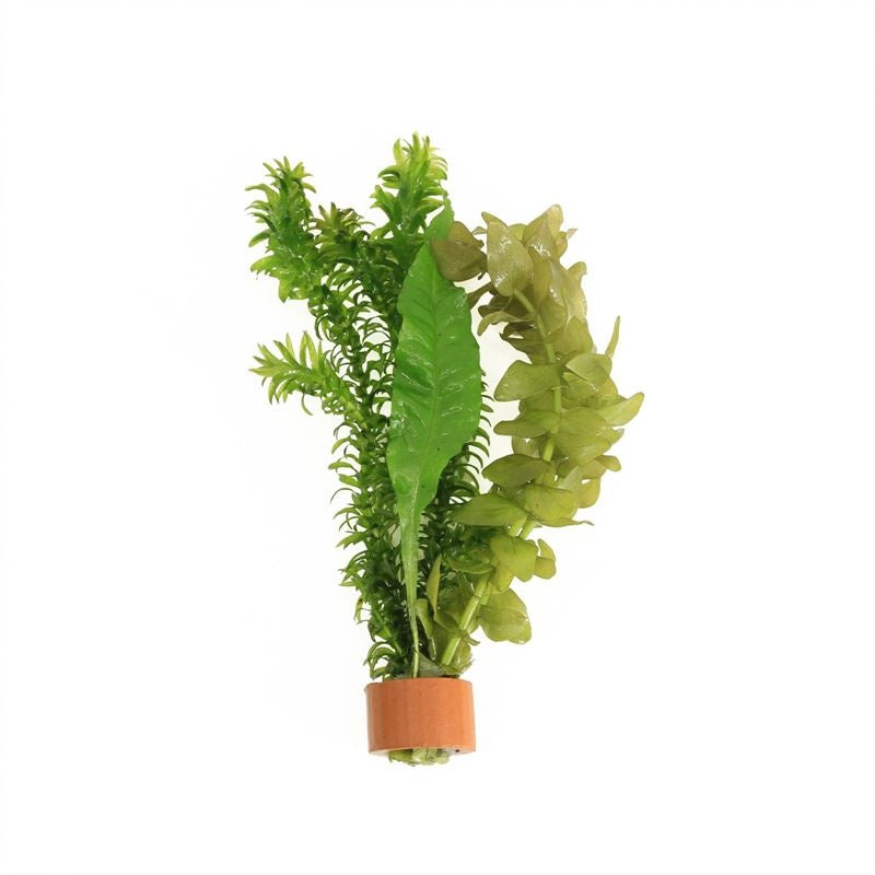 Aquarium plant mix 5cm 2cm Pot