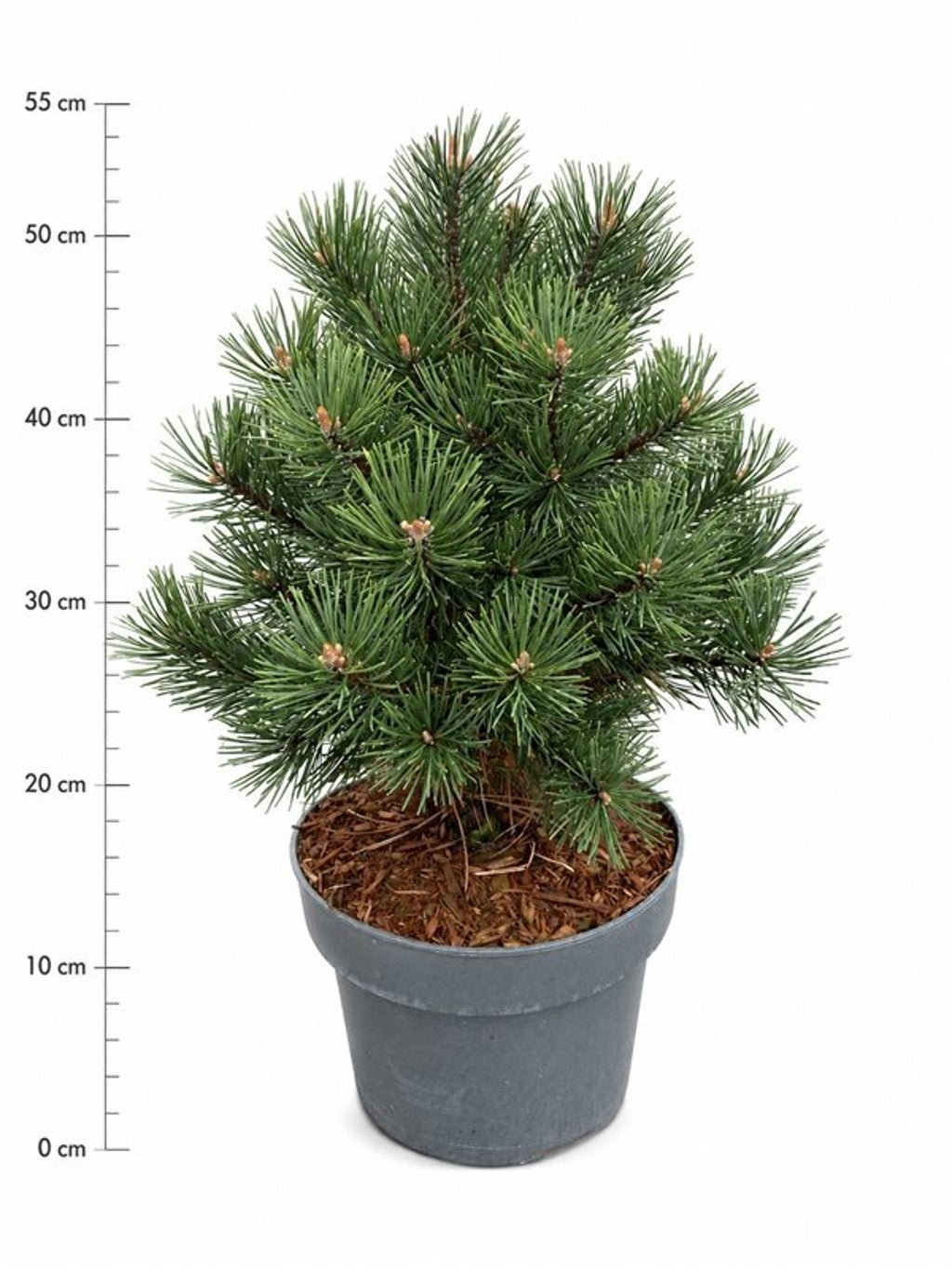 Pinus mugo Gnom 50cm 23cm Pot