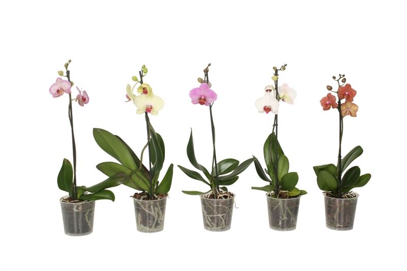 Phalaenopsis mix 45cm 12cm Pot