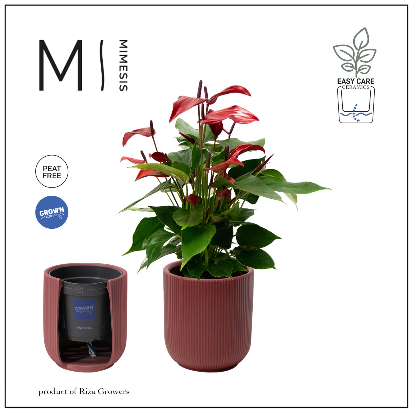 Anthurium Banderola Lava 35cm 12cm Pot