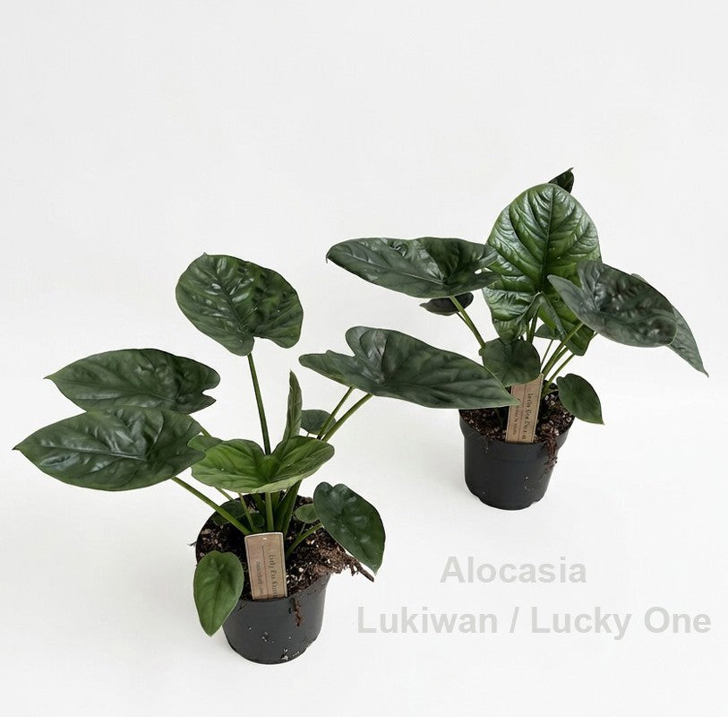 Alocasia amazonica 33cm 14cm Pot