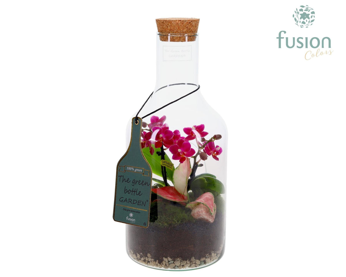 Green Bottle Fles Small met Phalaenopsis arrangement 35cm 15cm Pot