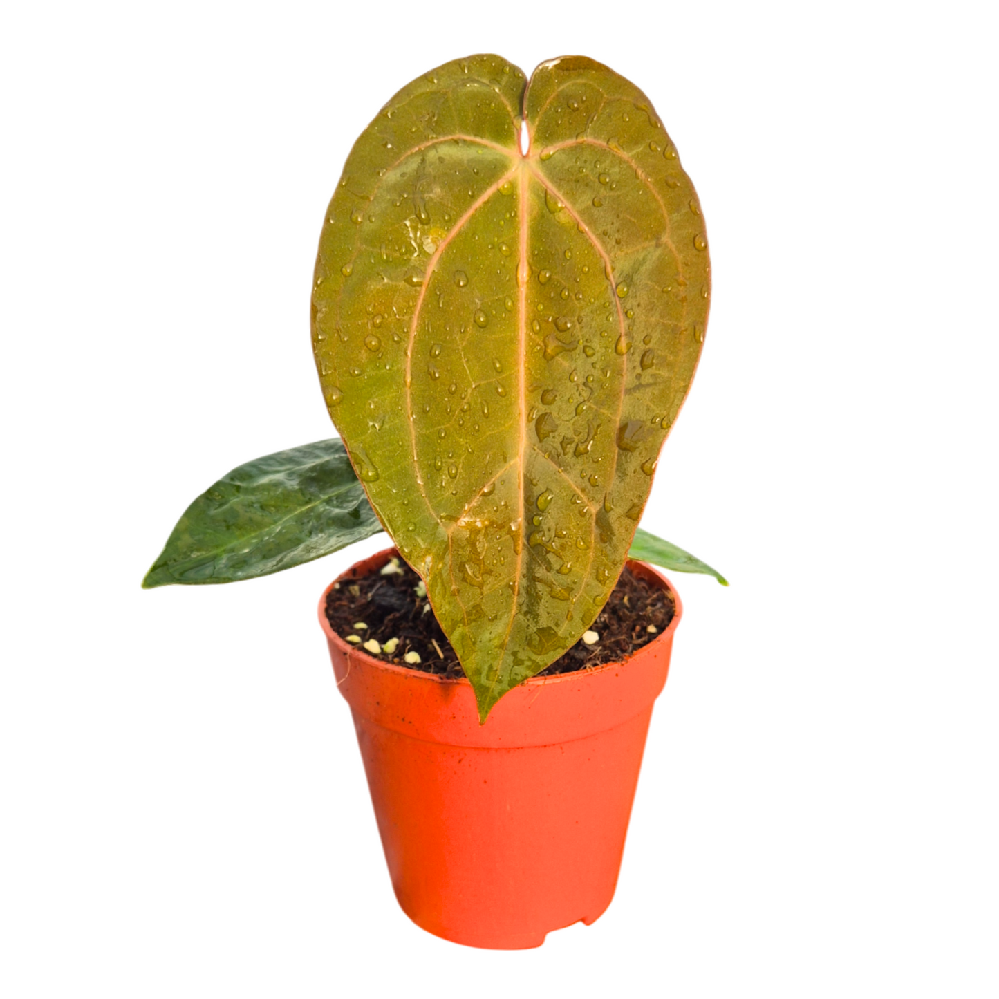 Anthurium andraeanum 20cm 9cm Pot
