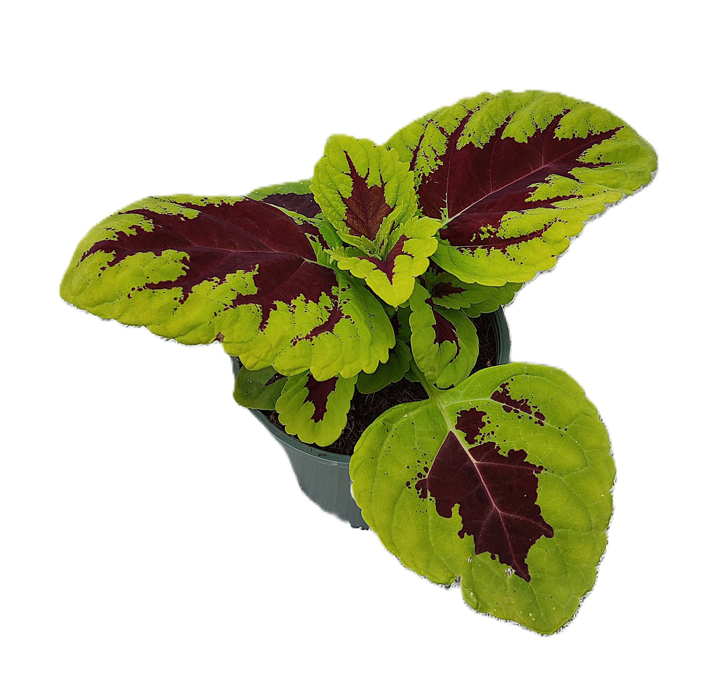 Coleus blu. Kong Scarlet 15cm 14cm Pot