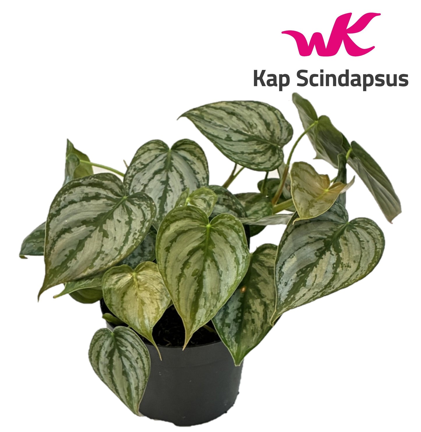 Philodendron brandtianum 20cm 12cm Pot