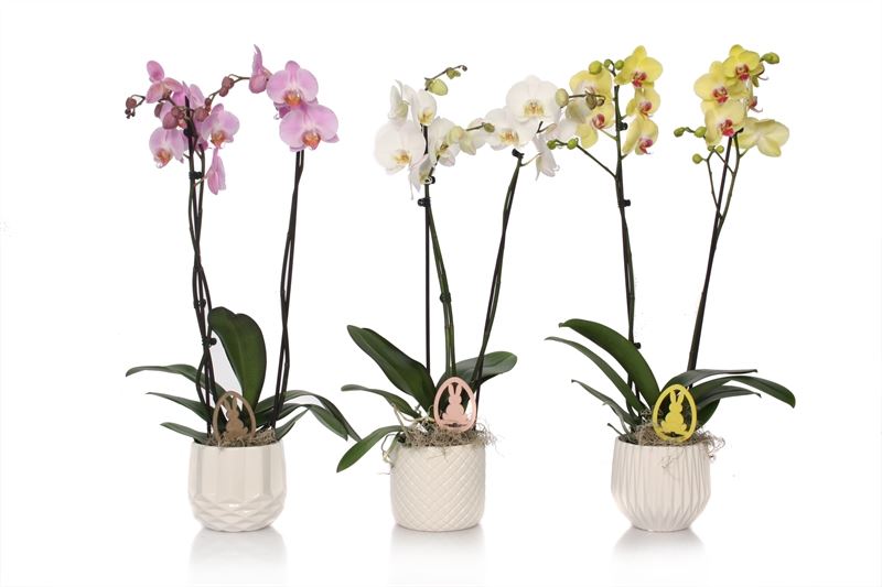 Phalaenopsis mix 55cm 12cm Pot