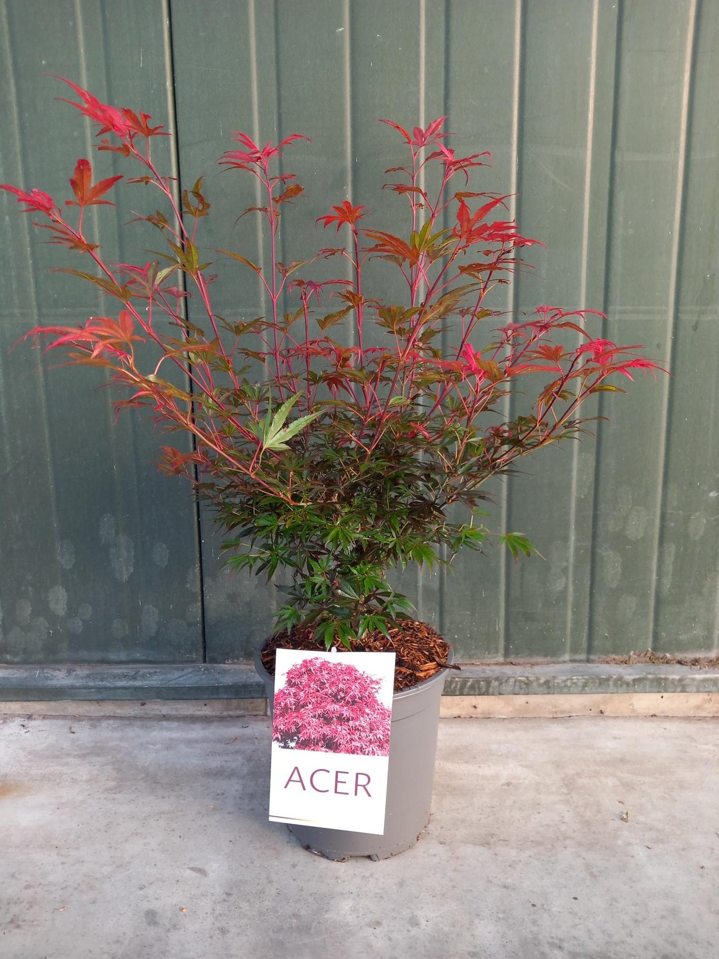 Acer Shaina 80cm 24cm Pot