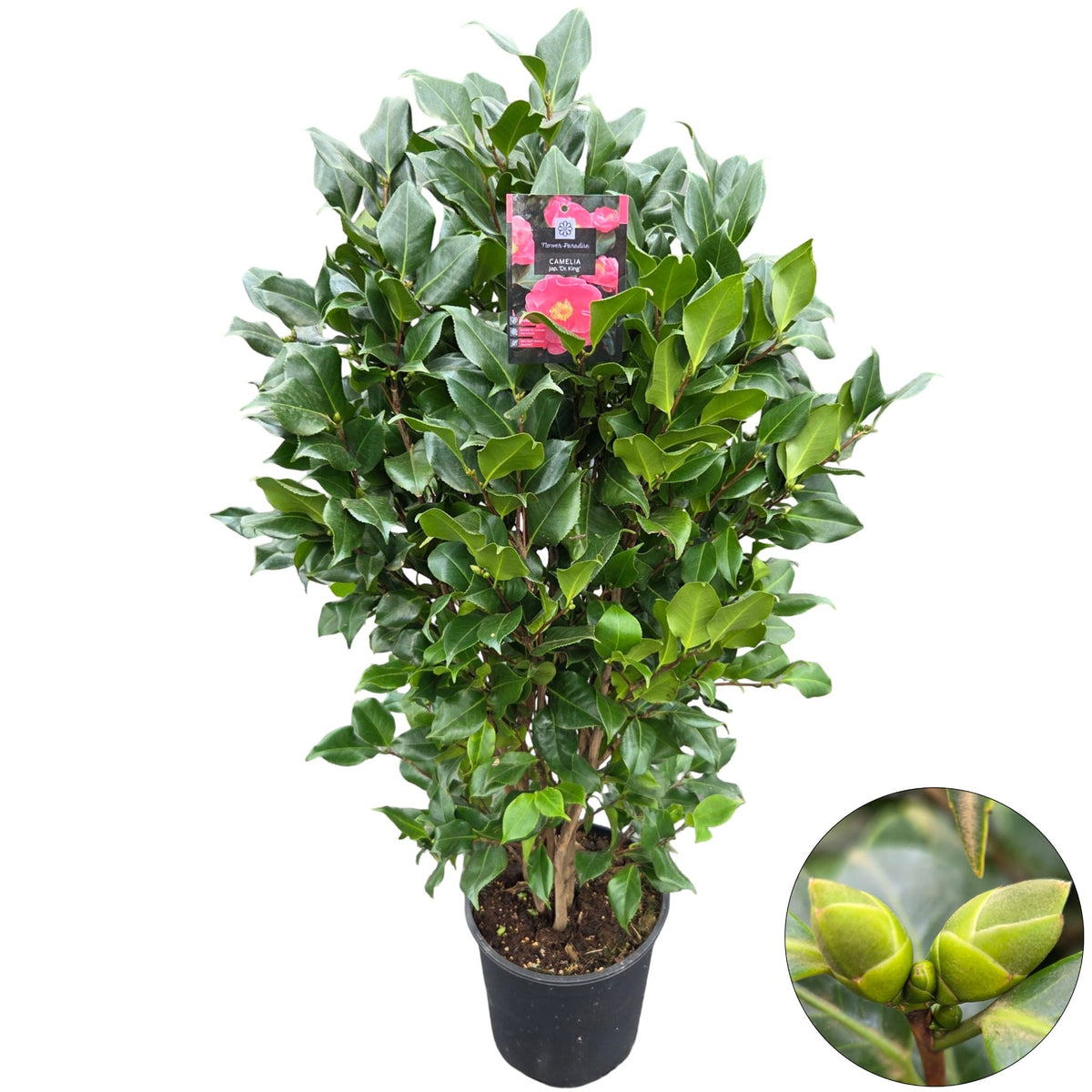 Camellia japonica 120cm 29cm Pot