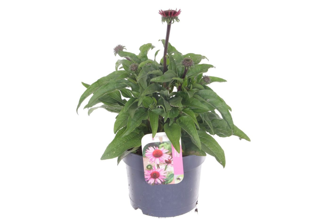 Echinacea Sunmagic 35cm 17cm Pot