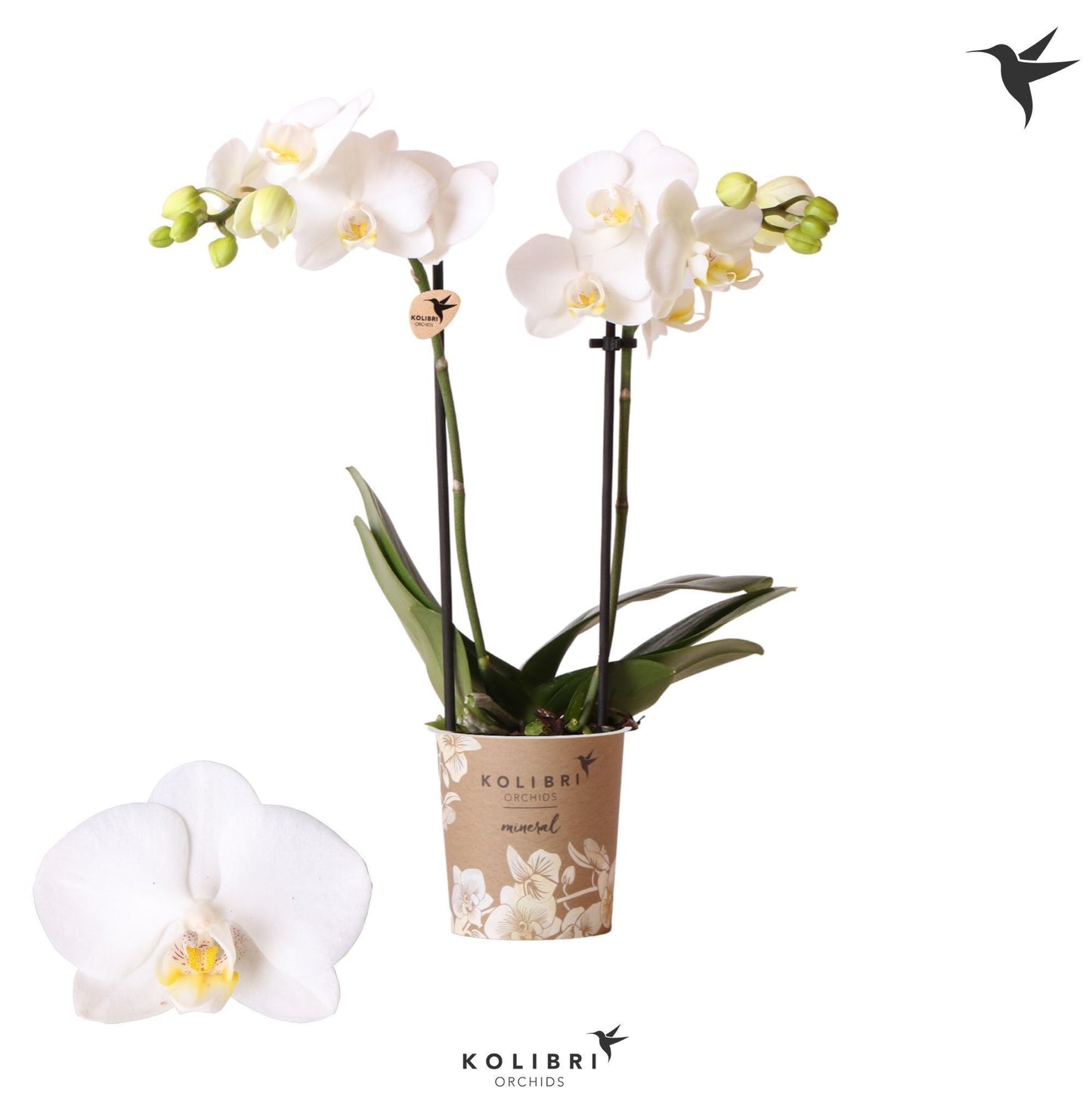Phalaenopsis mf. Sweden 40cm 9cm Pot