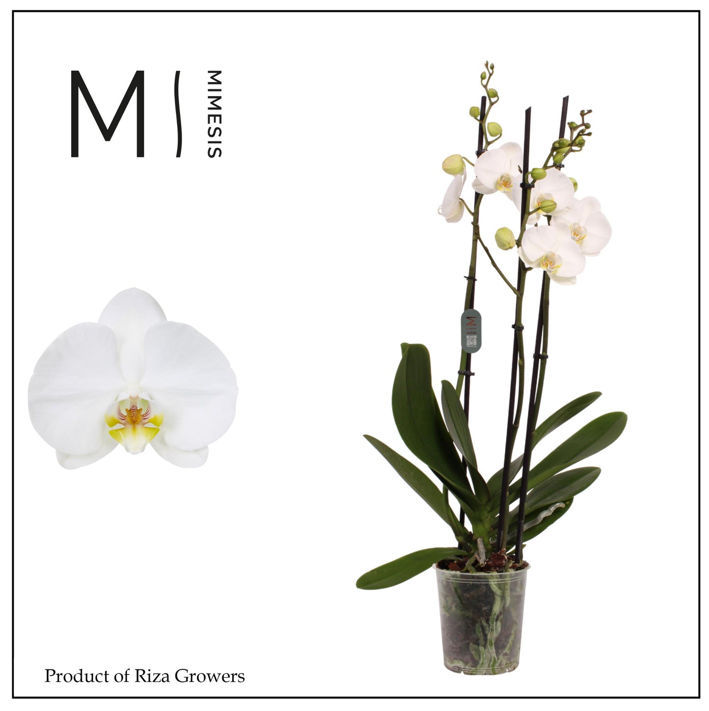 Riza Ter Laak Orchios Phalaenopsis Nottingham Pack of 10