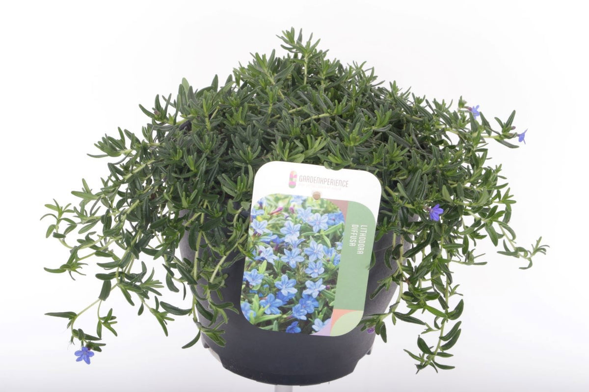Glandora dif. Grace Ward 25cm 23cm Pot