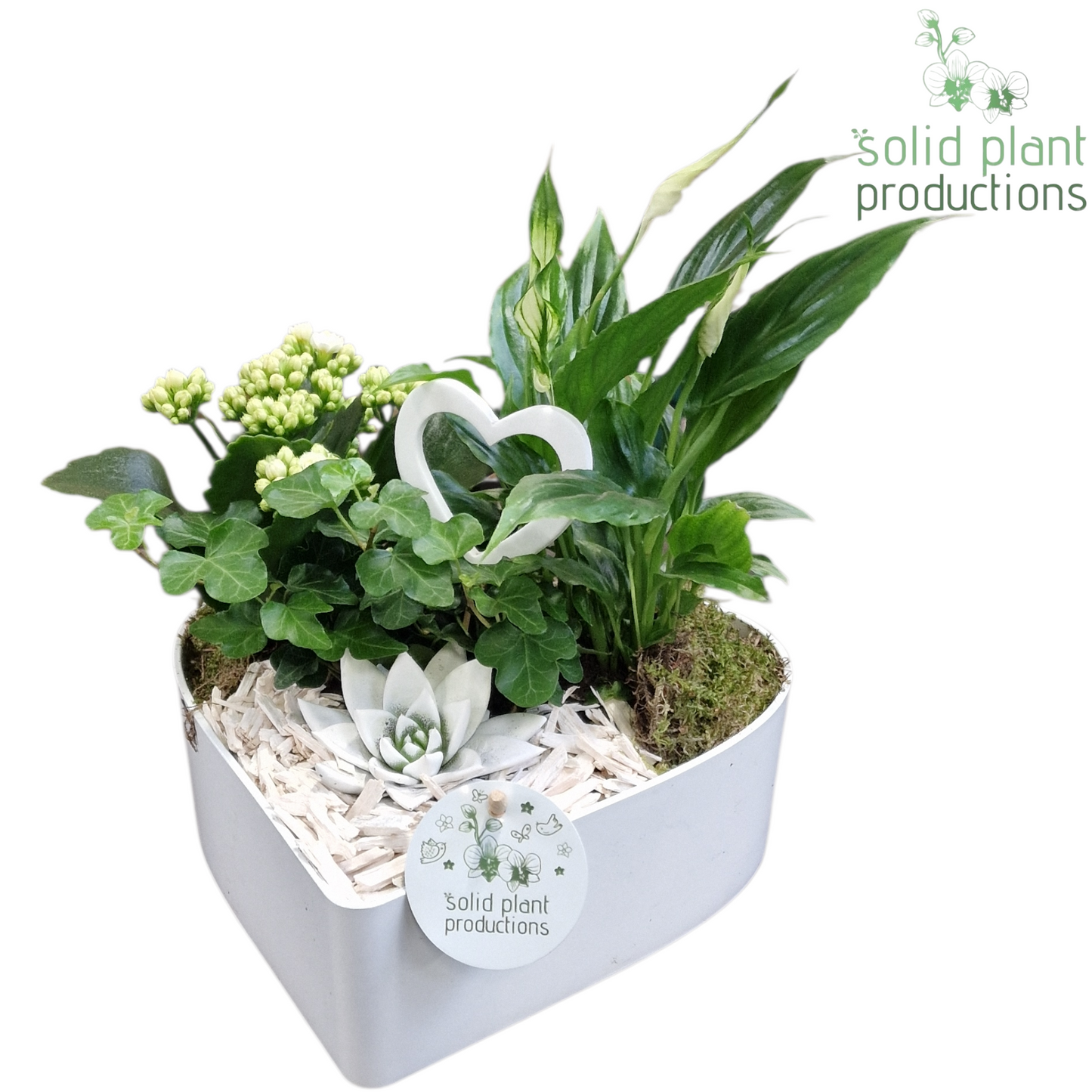 SE029 Hart White Deluxe 4PP 30cm 22cm Pot