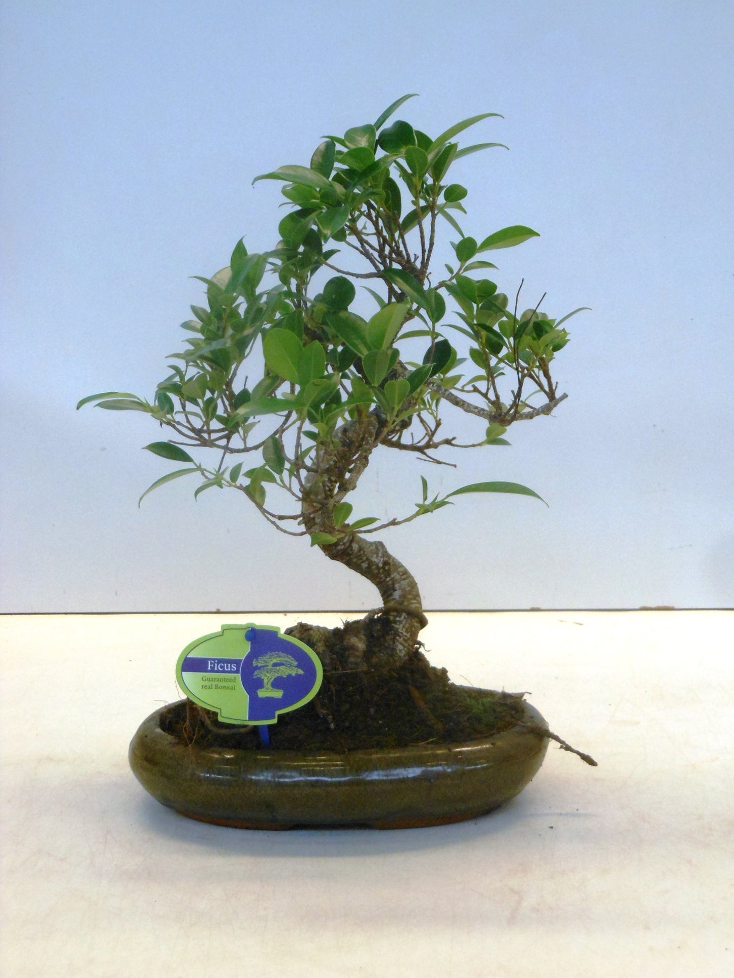 Bonsai Mix 35cm 24cm Pot