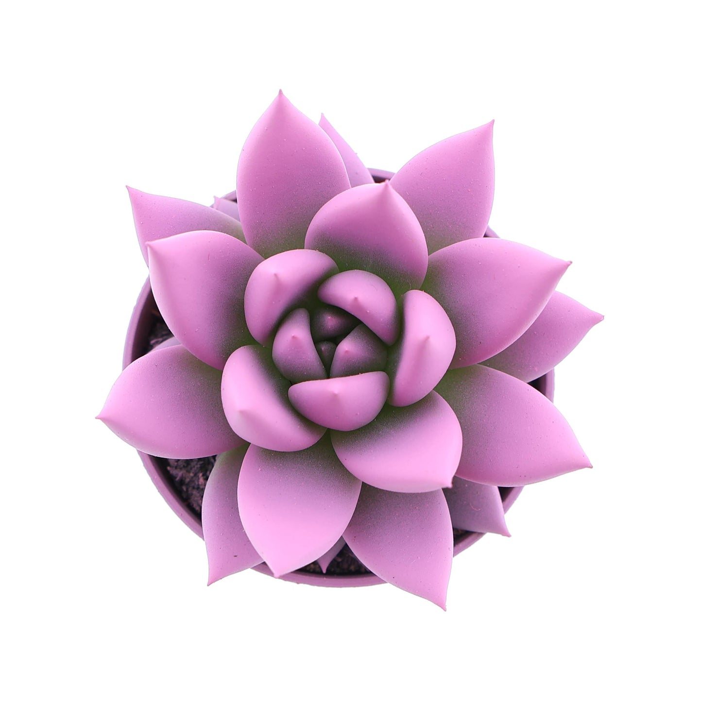 Rainbow pink 8cm 5.5cm Pot
