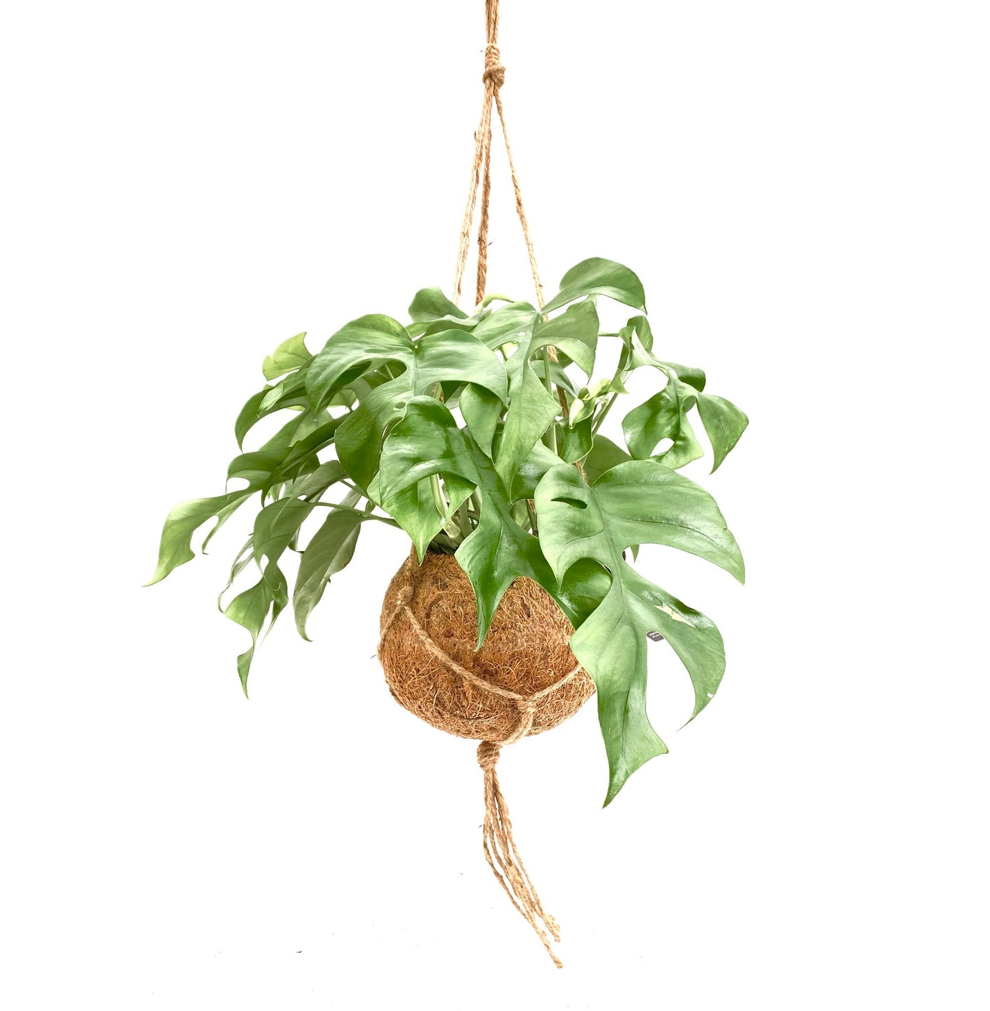 Kokoplant BV Monstera Variegated Pack of 3