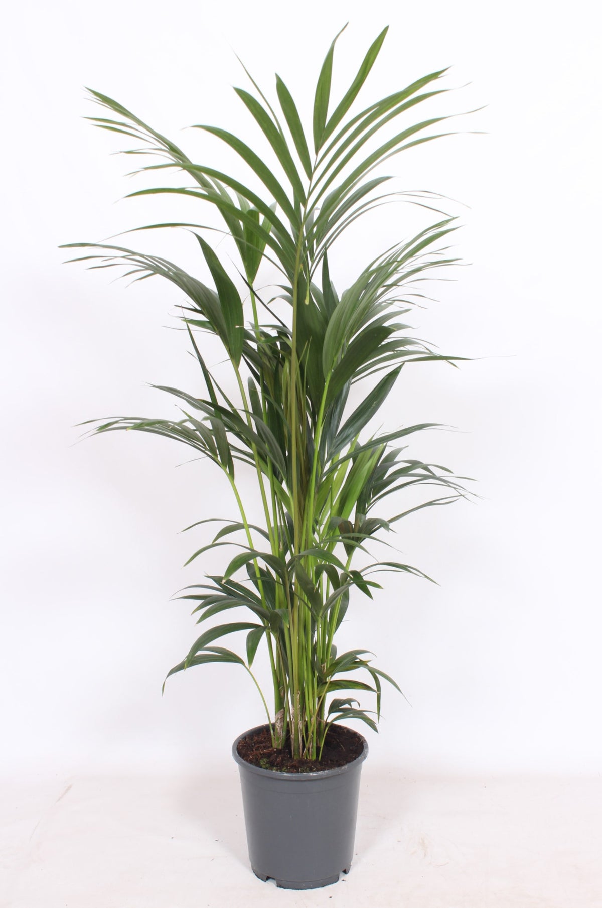 Howea forsteriana 130cm 24cm Pot
