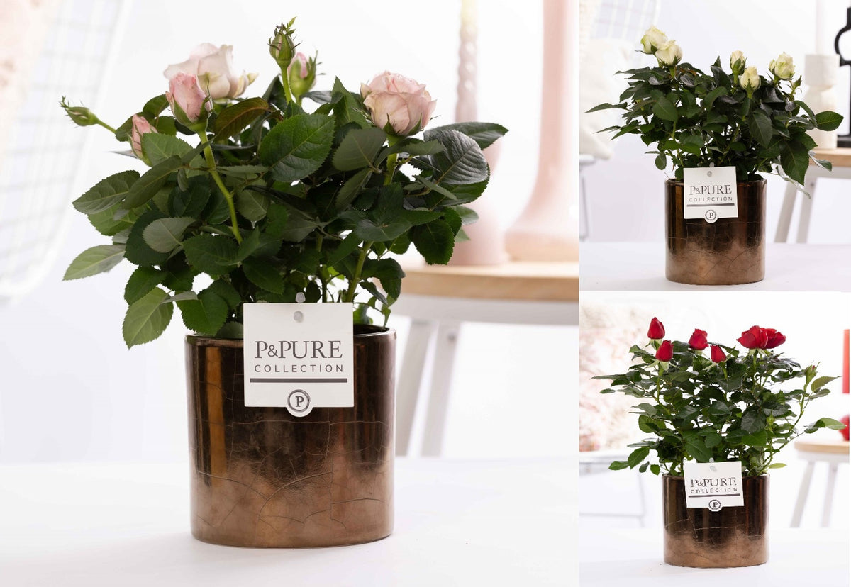 Rosa Beau Monde mix 28cm 12cm Pot