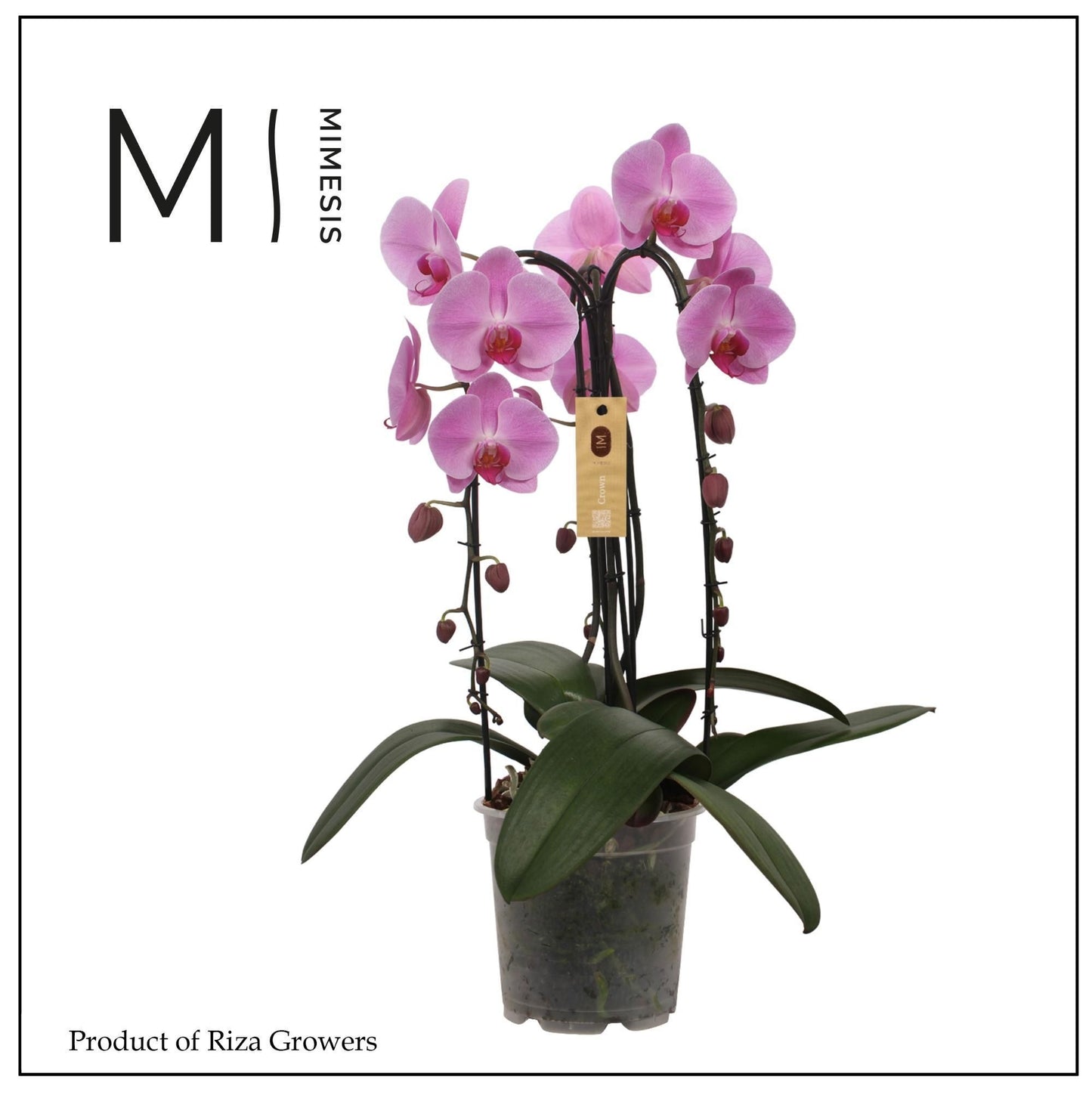 Riza Ter Laak Orchios Phalaenopsis Pink Naomi Pack of 2