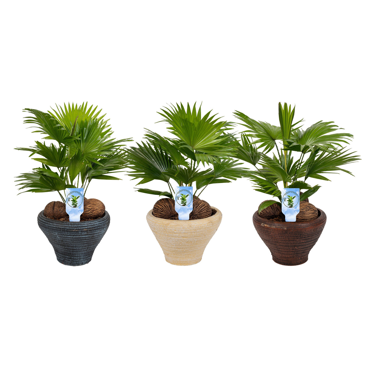 Livistona rotundifolia 50cm 26cm Pot