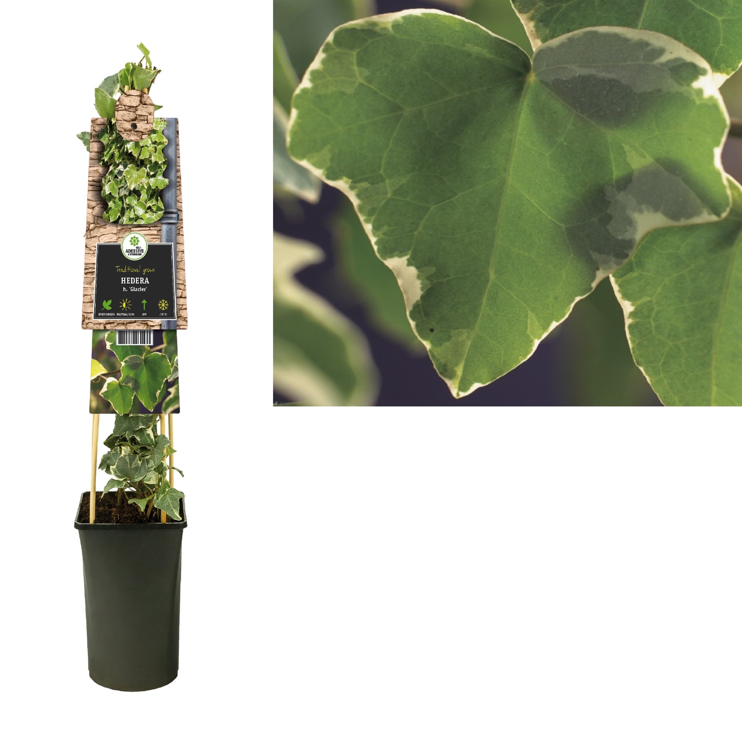 Hedera helix Glacier 17cm Pot