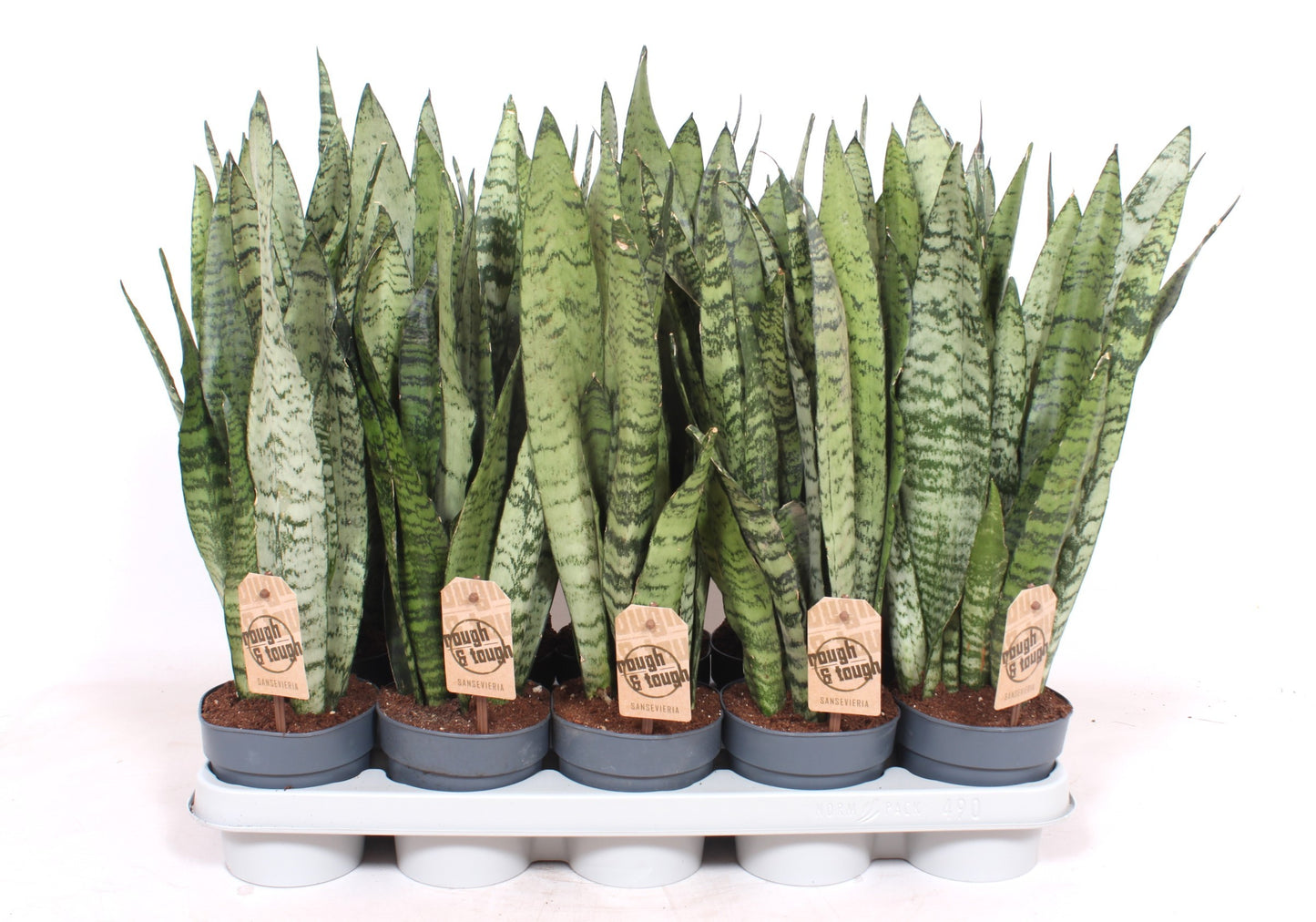 Sansevieria Zeylanica 50cm 12cm Pot