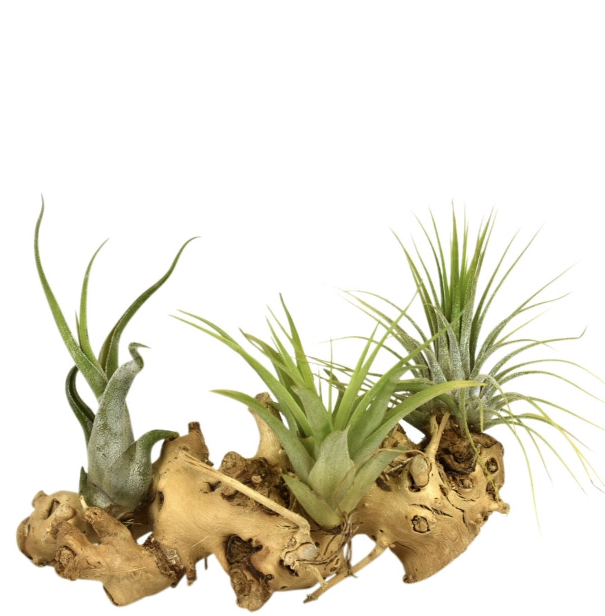 Tillandsia cyanea 12cm 12cm Pot