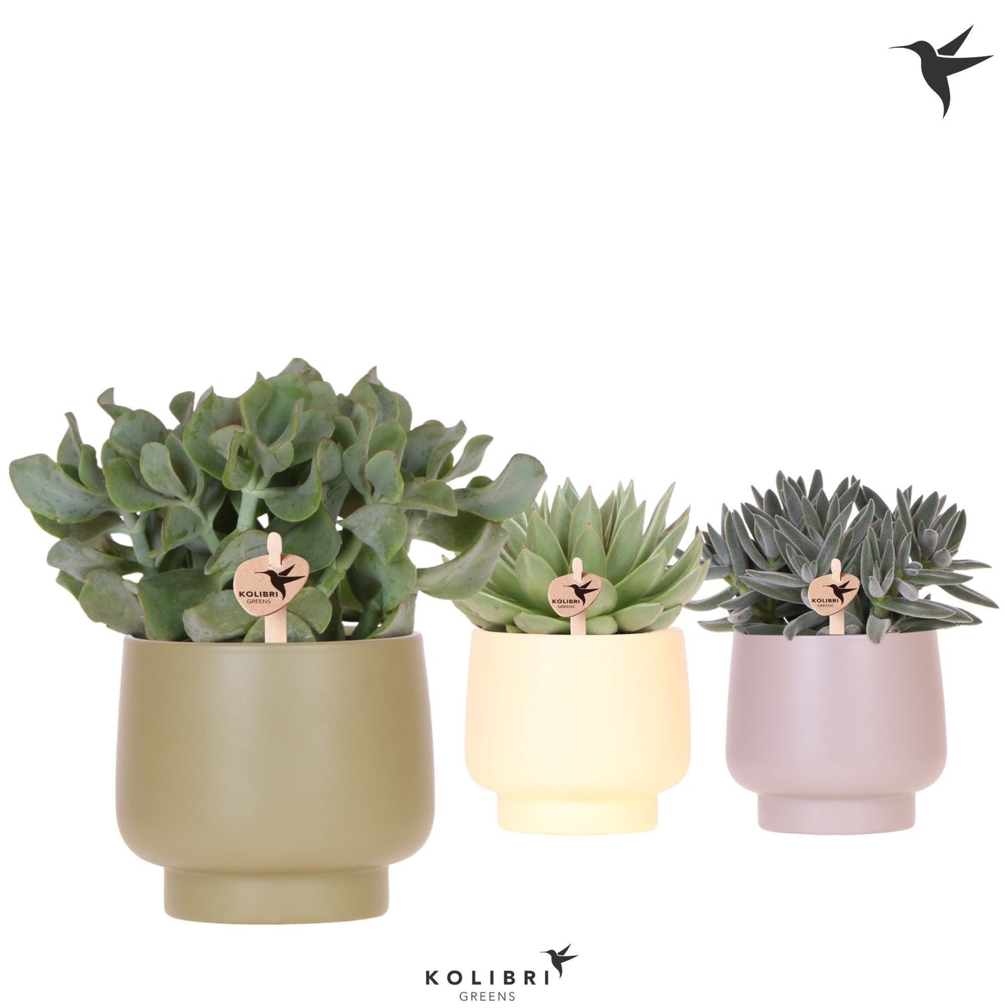 Succulent mix 27cm 12cm Pot