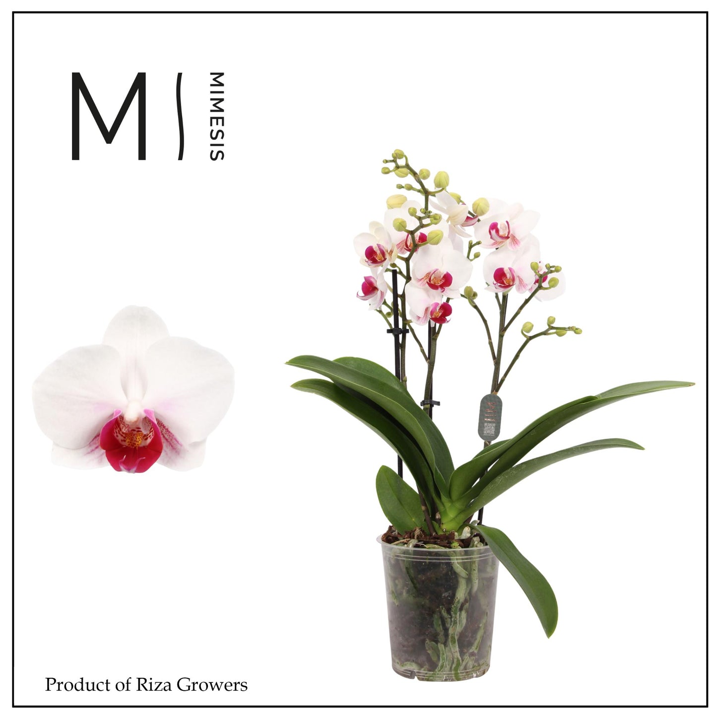 Phalaenopsis mf. Safe Haven 35cm 9cm Pot