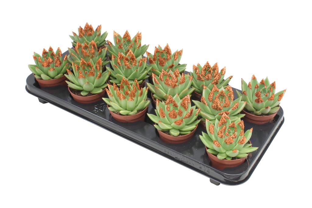 Miranda + bronze Natureglit® points 11cm Special Pot (508)