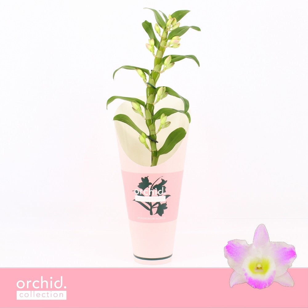 Dendrobium Pandora 50cm 12cm Pot