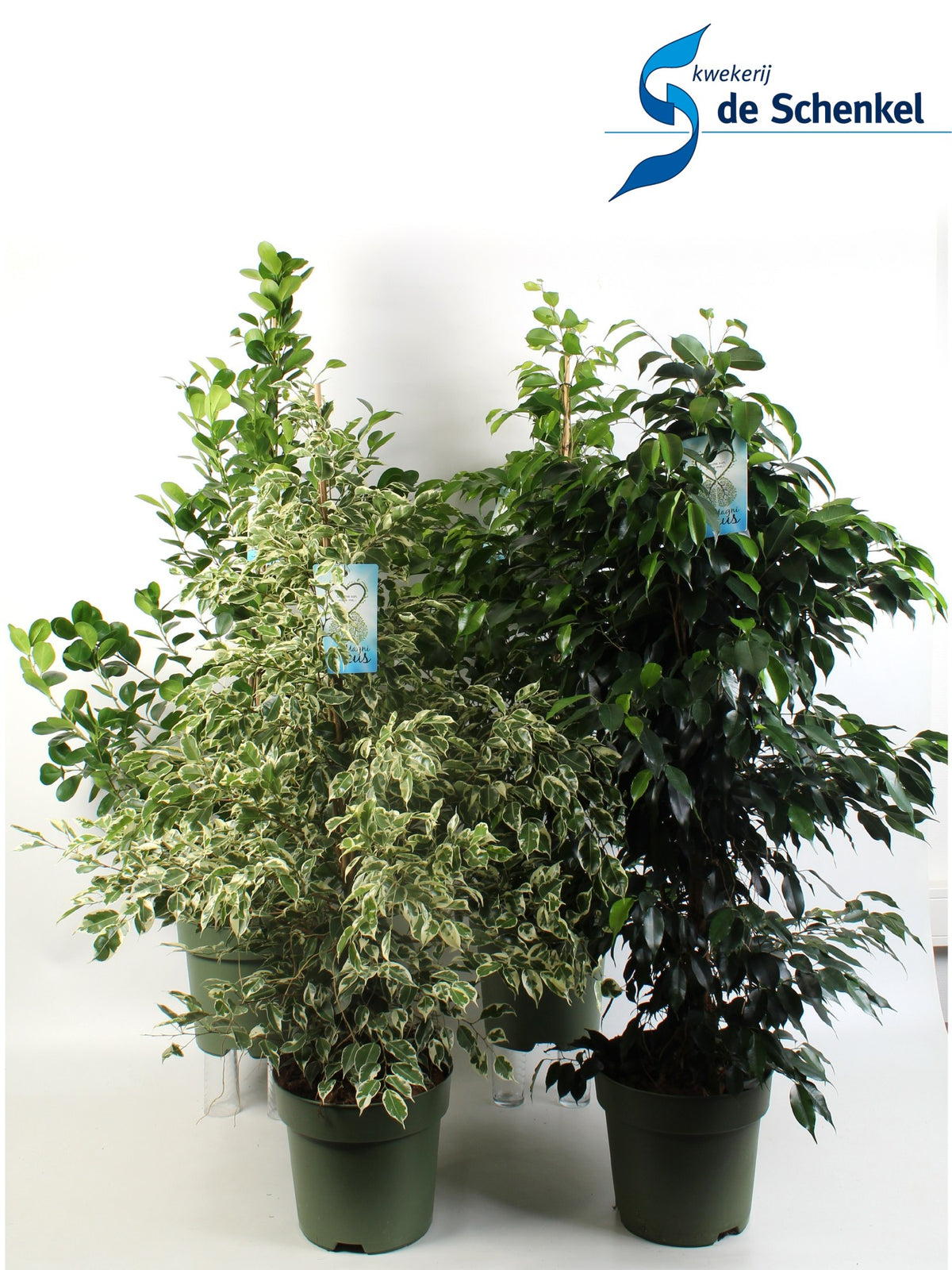 Ficus benjamina mix 150cm 27cm Pot