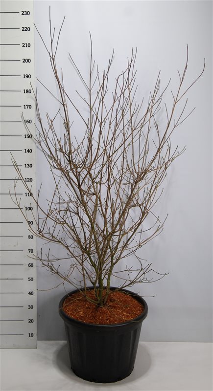 Cornus kousa China Girl 240cm 60cm Pot