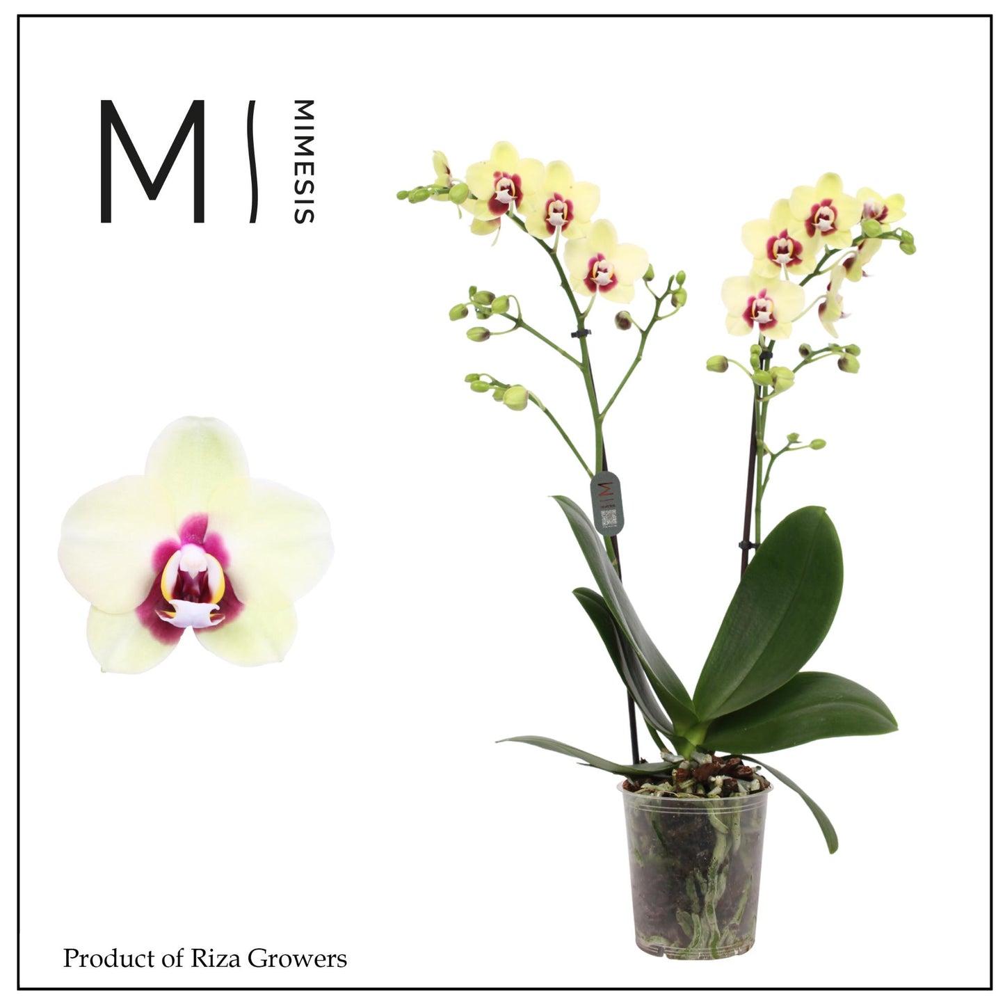 Phalaenopsis mf. Deep Secret 50cm 12cm Pot
