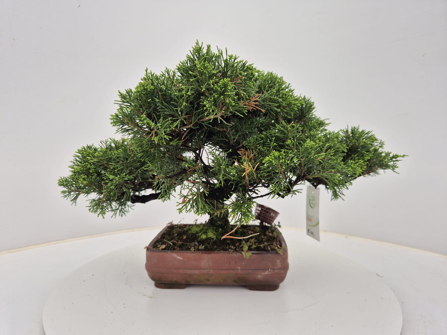 Juniperus chinensis 30cm 21cm Pot