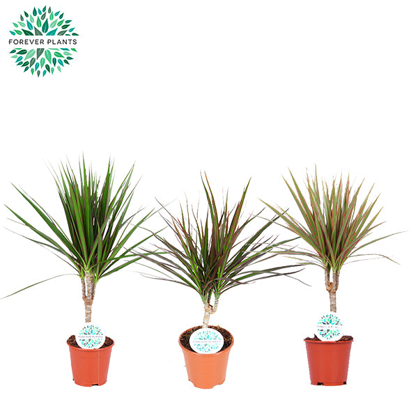 Forever Plants Group Dracaena marginata mix Pack of 8