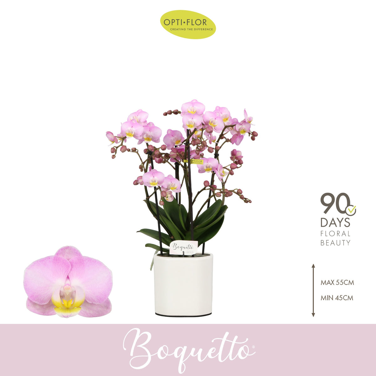 Phalaenopsis pink 45cm 12cm Pot