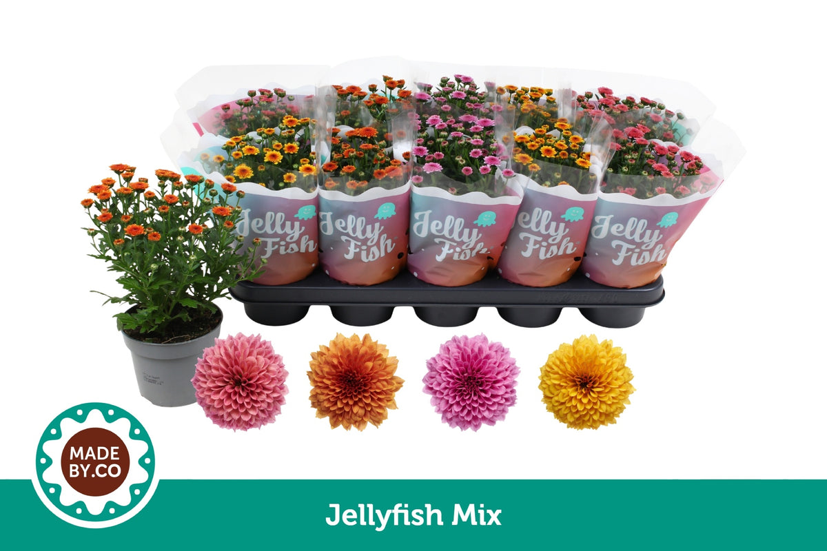 Chrysanthemum Jellyfish mix 25cm 12cm Pot