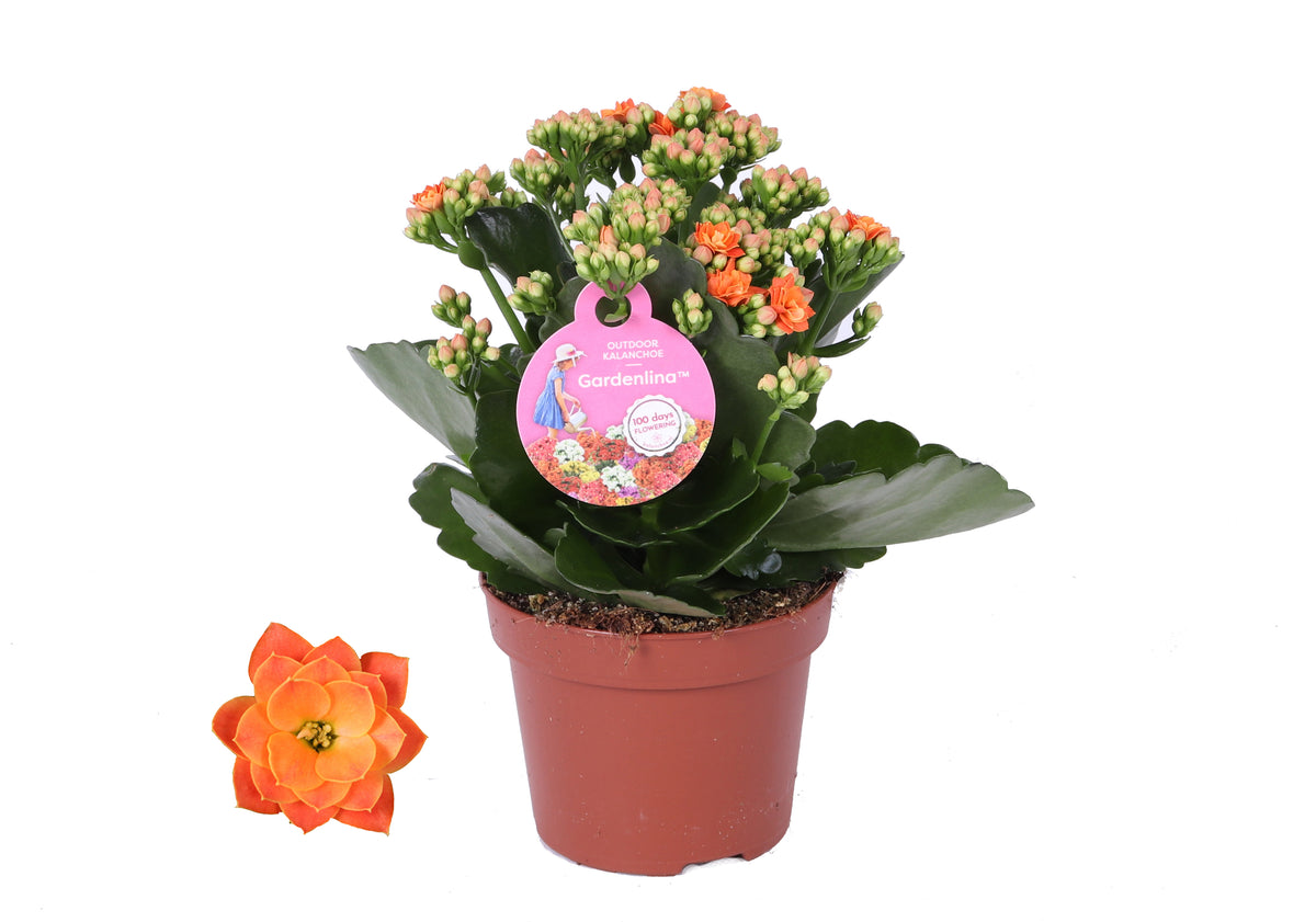 Kalanchoe double Gardenlina mix 27cm 12cm Pot