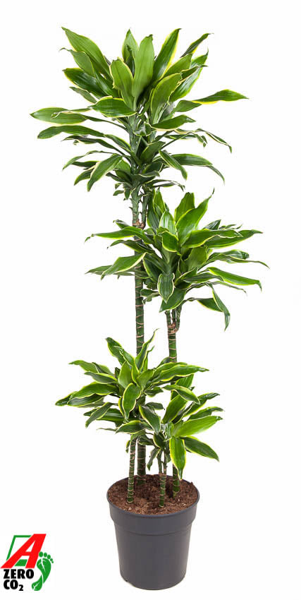 Dracaena fragrans Golden Coast 150cm 27cm Pot