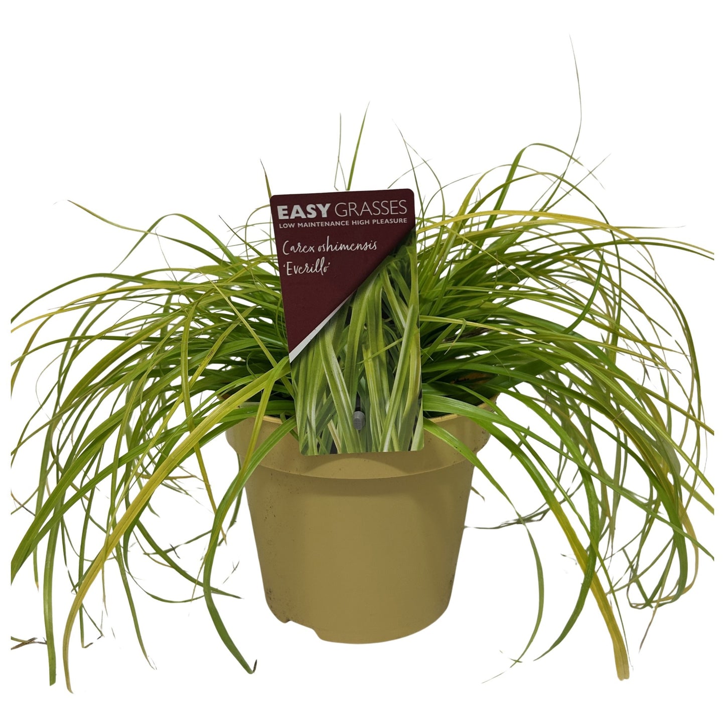 Allure Tuinplanten BV i.o. Carex osh. Evercolor Everillo Pack of 6