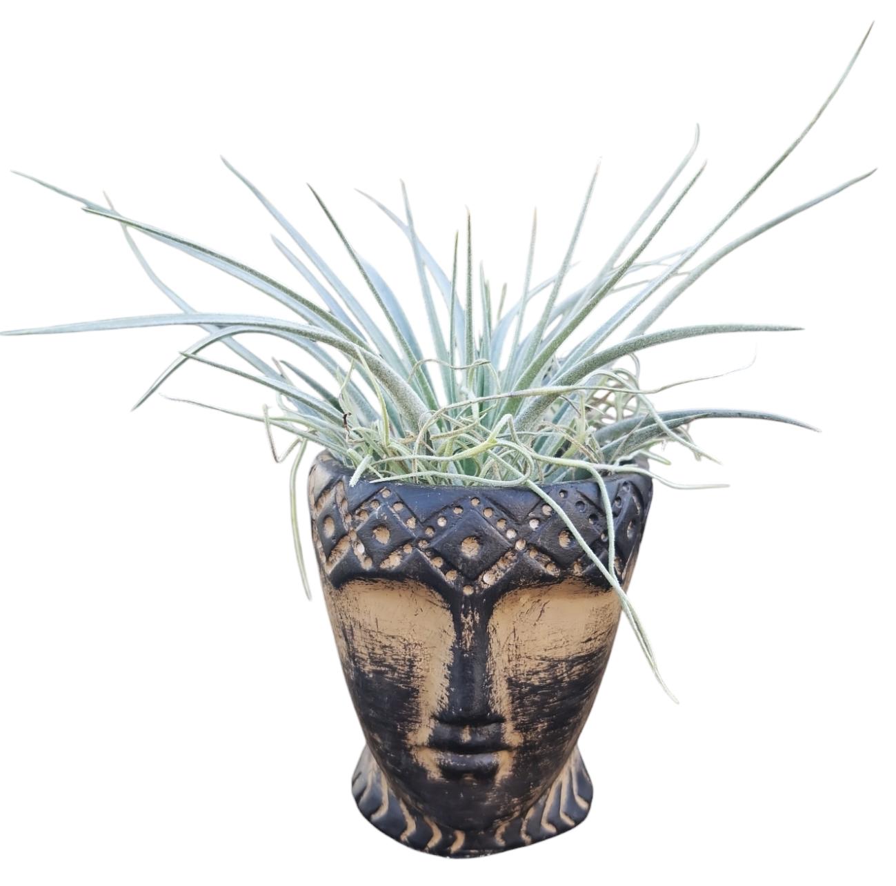 Tillandsia cyanea 15cm 6cm Pot