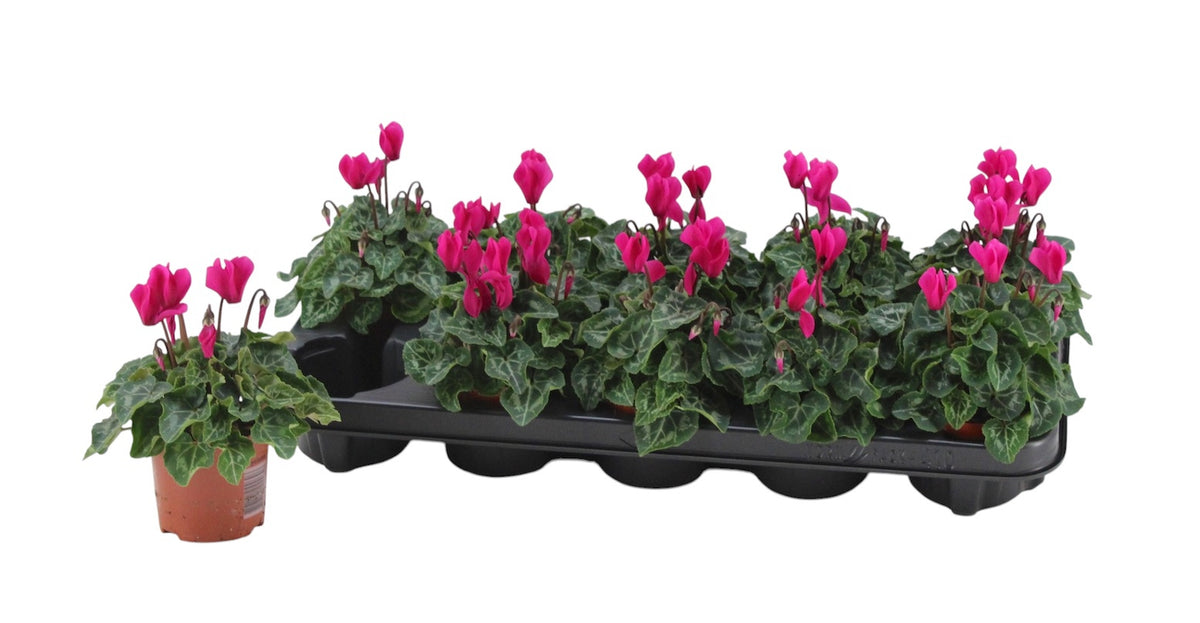Cyclamen Verano Mix 18cm 9cm Pot