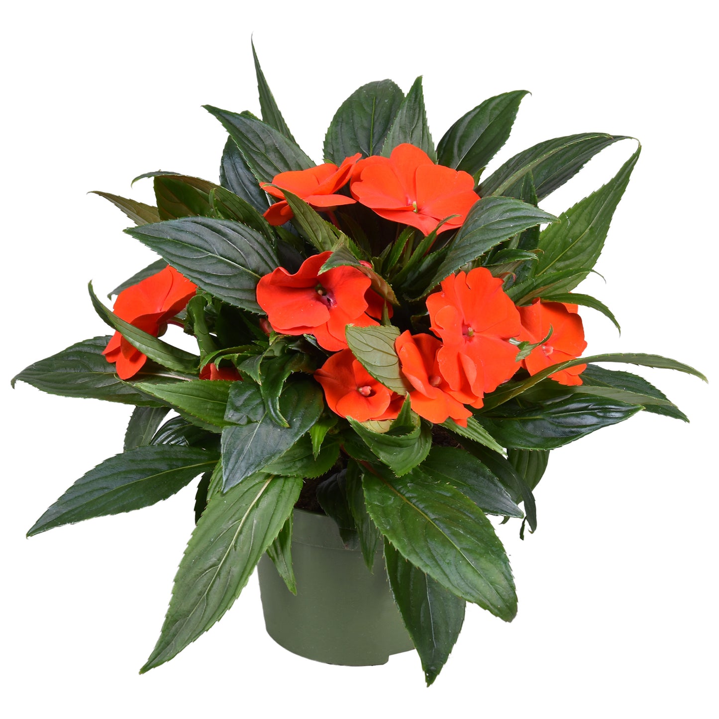 Impatiens ng. Tamarinda Orange 25cm 13cm Pot