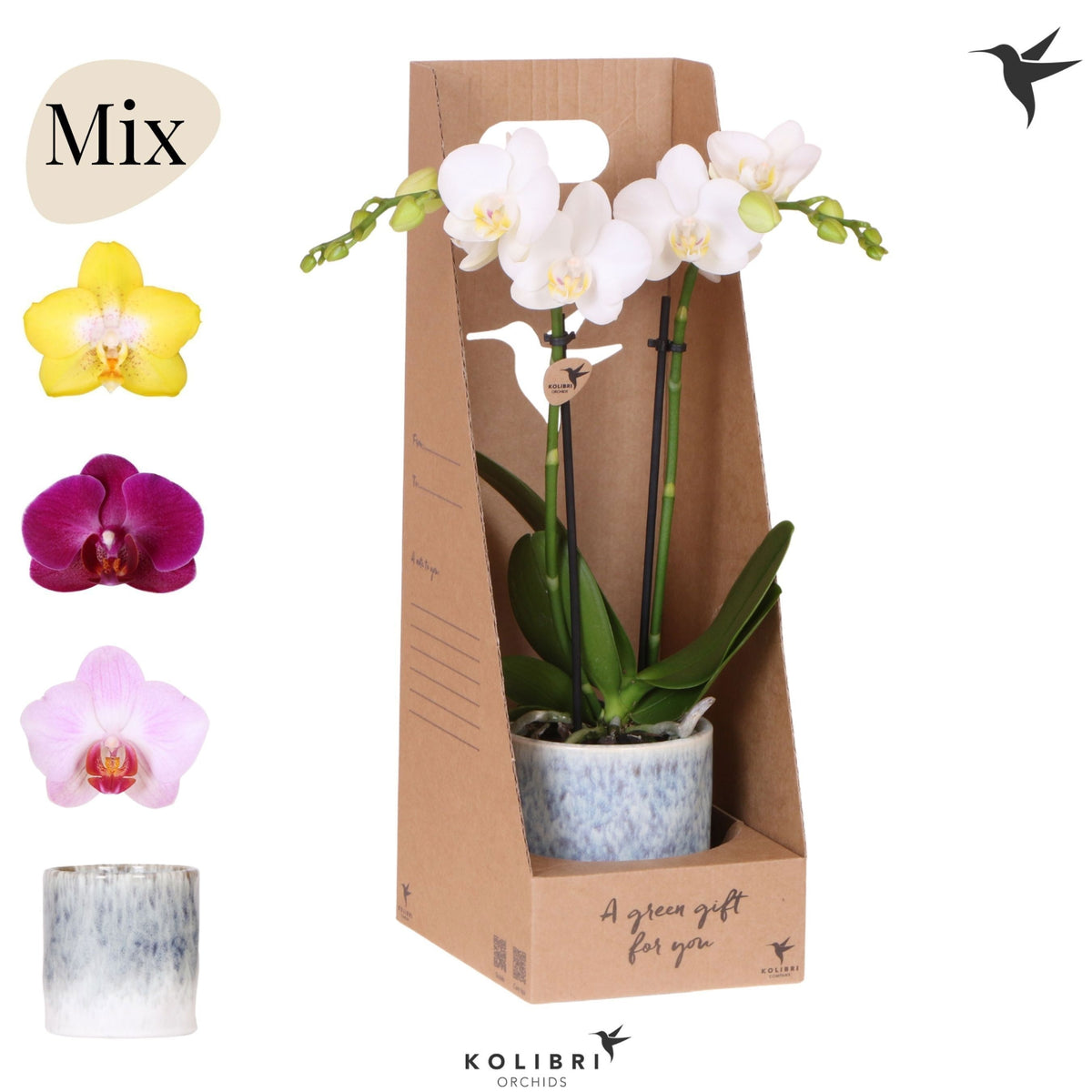 Phalaenopsis mix 40cm 9cm Pot